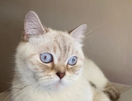 British Shorthair 3 Yaşında İlk Defa Anne Olacak - 118983604