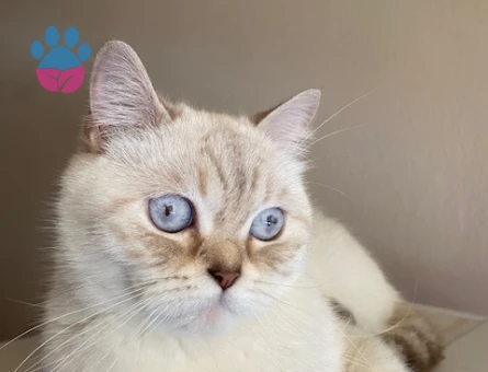 British Shorthair 3 Yaşında İlk Defa Anne Olacak