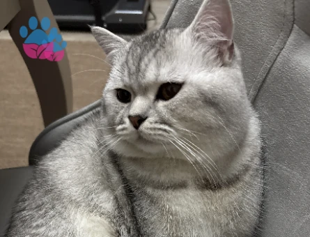 British Shorthair 10 Aylık Erkek Kızgınlıkta