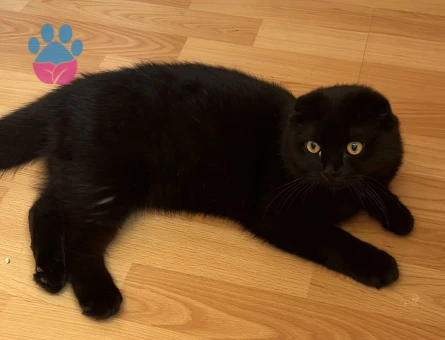 SCOTTİSH FOLD 10 AYLIK ERKEK