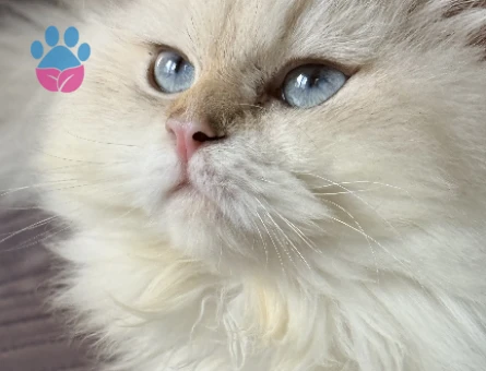 British Longhair Dişi Kızgınlıkta
