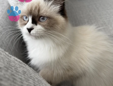 Ragdoll Dişi 8 Aylık Kızgınlıkta