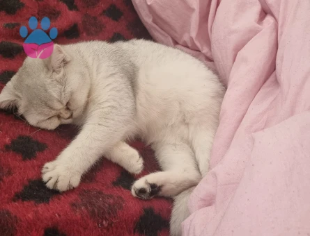 British Shorthair Alizede için erkek kedi