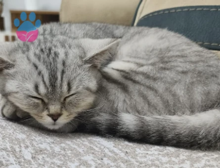 British Shorthair Kedime British Eş Arıyorum