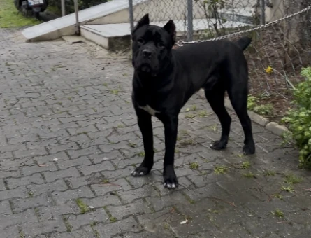 16 aylık erkek cane corso Eş Arıyoruz - 118983923