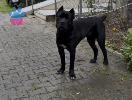 16 aylık erkek cane corso Eş Arıyoruz