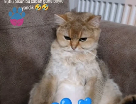 British Shorthair 1 Yaşında Kızımıza eş arıyoruz