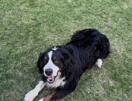 bernese mountain ciftlesmek icin eş ariyoruz - 118983956