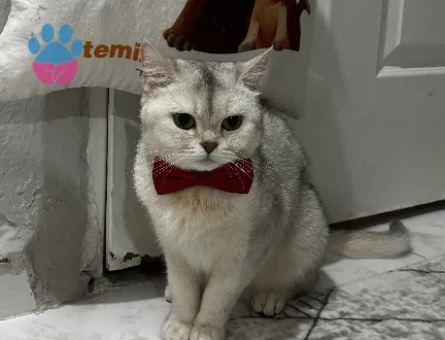 Kızım miaya eş arıyorum - 118983966