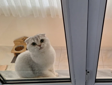 Scottish Fold 1 Yaşında Eş Arıyor Dişi Kızgınlıkta - 118983996