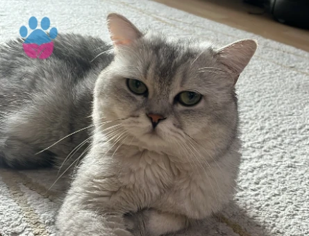 British Shorthair Avi Dişi partnerini arıyor - 118984031