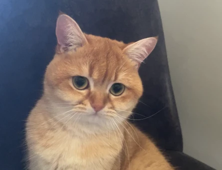 BRI british shorthair golden shaded OY12 (cinemon) - 118984058
