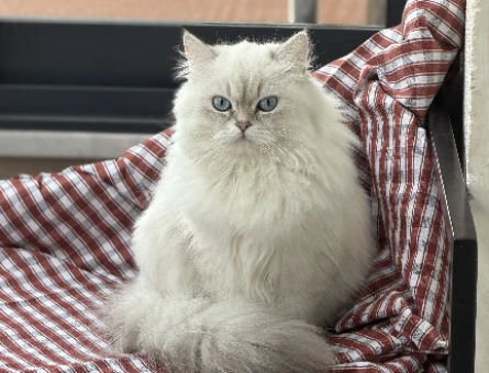 British longhair Dişi 1 Yaşında Eş Arıyor - 118984064