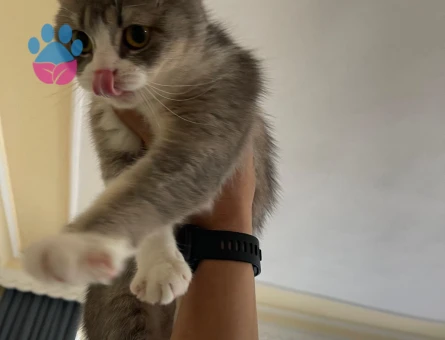 British Shorthair Kedime Erkek kedi aranıyor - 118984098