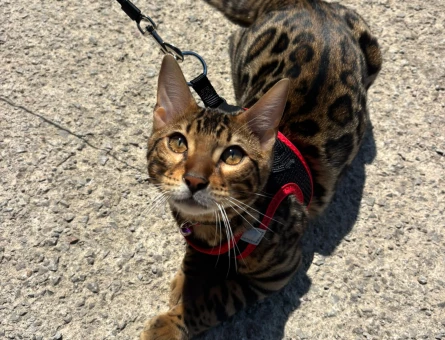 Bengal Kedi Çiftleştirme - 118984116