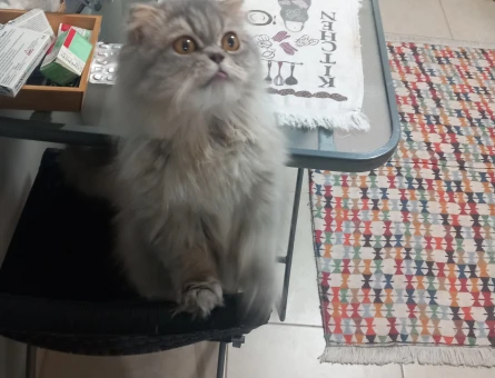 British Shorthair Yakışıklı Kedimize eş arıyoruz. - 118984203