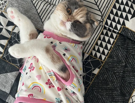 Exotic Shorthair 1 Yaşında Kedim Eş Arıyor - 118984220