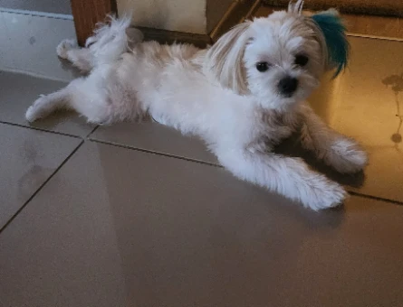 Maltipoo Oğluma Eş Arıyorum - 118984277
