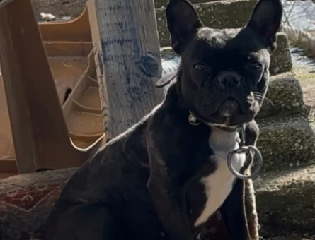 French Bulldog 4 Yaşında Eş Arıyor - 118984294