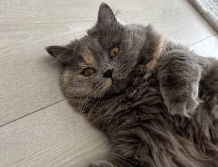 1 Yaşında British Longhair Kedim Eş Arıyor - 118984316