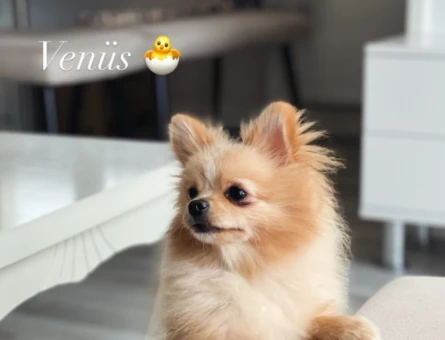 1 Yaşında Pomeranian Boo Köpeğim Eş Arıyor - 118984346