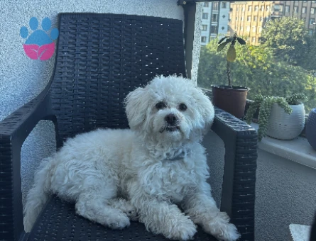 Maltipoo 1 Yaşında Köpeğim Eş Arıyor - 118984371