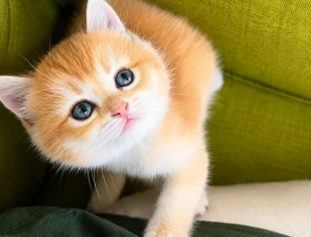 British Shorthair 2 Aylık Kedim Yuva Arıyor - 5021