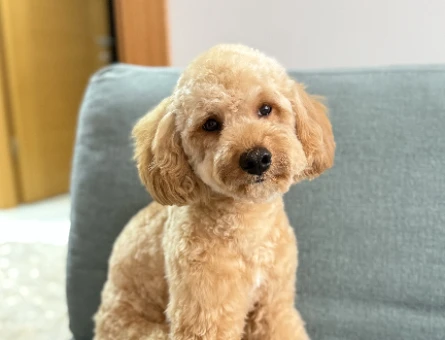 Toy Poodle Chivas eş arıyoruz - 118984413
