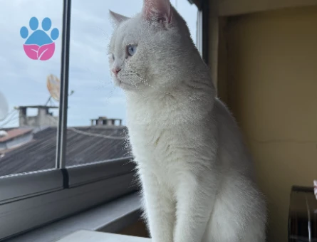 1 Yaşında British Shorthair Kedime Eş Arıyorum - 118984418