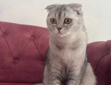 Scottish fold dişi kedime eş arıyorum - 118984437