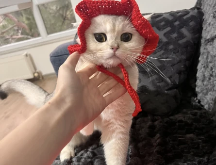 British shorthair kızım eş arıyor - 118984442