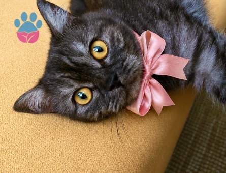 British Shorthair Bal gözlü kızımıza Eş arıyoruz - 118984460