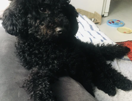 Toy Poodle 1 Yaşında Eş Arıyor - 118984487