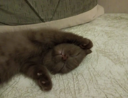 Scottish Fold Kedim Dişi Eş Arıyor - 118984519