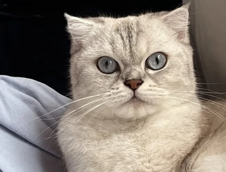 Scottish Fold 2 Yaşında Eş Arıyor - 118984540