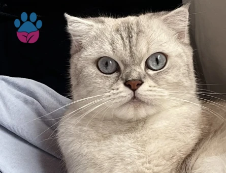 Scottish Fold 2 Yaşında Eş Arıyor - 118984540