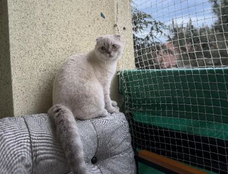 10 aylık scottish fold erkek - 118984545