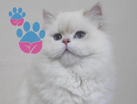 British longhair Yakışıklı Asil Safkan Beyaz oğlum - 118984551