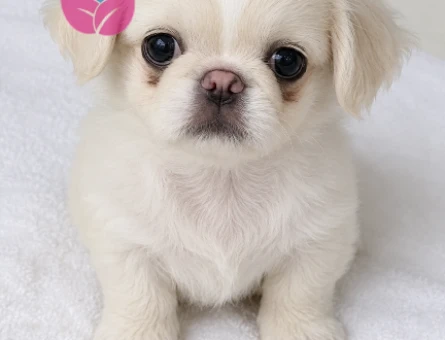 8 aylık erkek beyaz pekingese oğluma eş arıyorum - 118984574