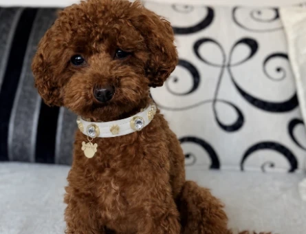 Toy Poodle Minik Eş Arıyor - 118984613