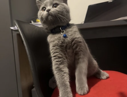 British Shorthair Ponçiğim Eş Arıyor - 118984654