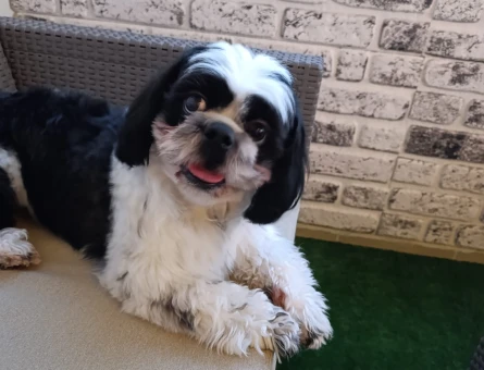 Shih tzu es ariyoruz - 118984715