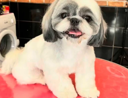 Shih Tzu 1 Yaşında Kızıma Eş Arıyorum - 118984762