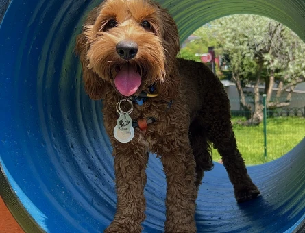 Toy Poodle Oscar Eş Arıyor - 118984763
