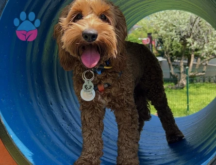 Toy Poodle Oscar Eş Arıyor - 118984763