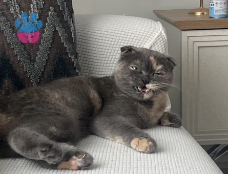 Scottish fold 1 yaşında - 118984769