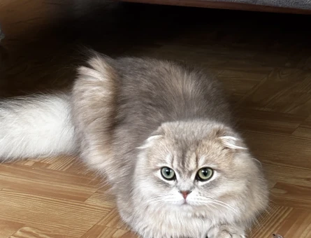 British Longhair Erkek 1 Yaşında Eş Arıyor - 118984813