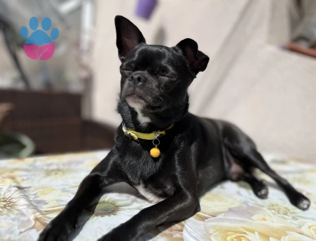 Chihuahua 2 Yaşında Oğluma Eş Arıyorum