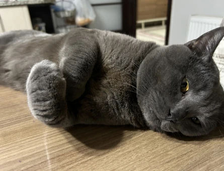 British Shorthair Kedime Eş Arıyorum 4 Yaşında ACİL - 2471