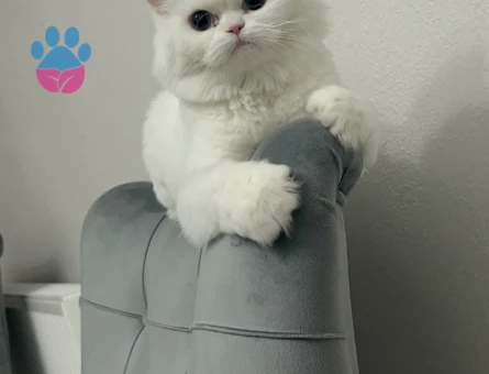 İran Kedisi Prensesime Eş Arıyorum